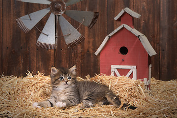 Image showing Cute Kitten in a Barn Setting With Straw
