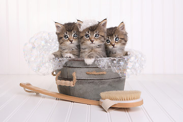 Image showing Cute Kittens in Washtub Getting Groomed By Bubble Bath