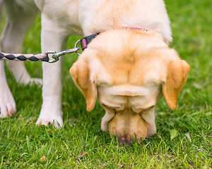 Image showing Labrador retriever dog in park