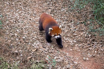 Image showing Red panda eating bamboo