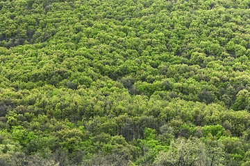 Image showing High resolution forest texture