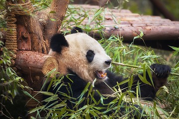 Image showing Giant panda eating bamboo