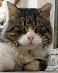 Image showing Cat close up