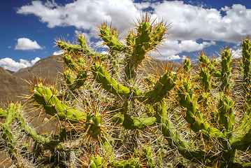 Image showing Cactus in Peru