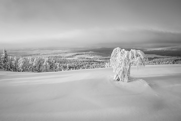 Image showing Cold white winter