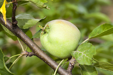 Image showing green leaves of apple trees and apples