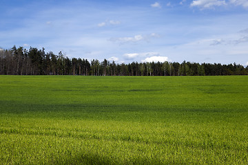 Image showing Agriculture. cereals. Spring