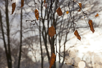 Image showing trees in the forest in winter