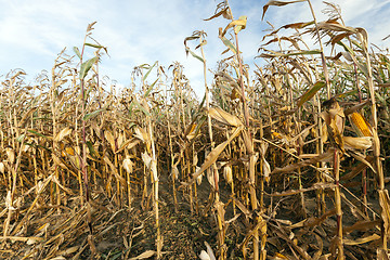 Image showing yellowed ripe corn