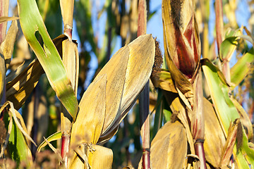 Image showing Field corn, agriculture