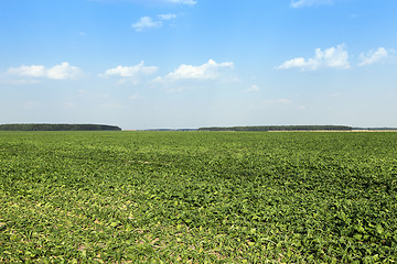 Image showing sugar beet field