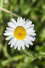 Image showing white daisy flowers, close up