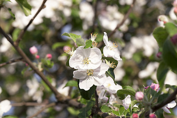 Image showing White apple flowers in May