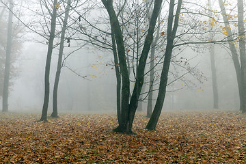 Image showing trees in autumn, close-up