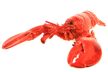 Image showing orange lobster isolated