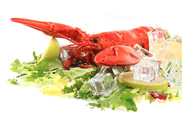 Image showing orange lobster isolated