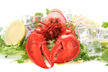Image showing orange lobster isolated