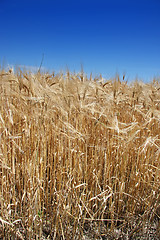 Image showing Summer wheat