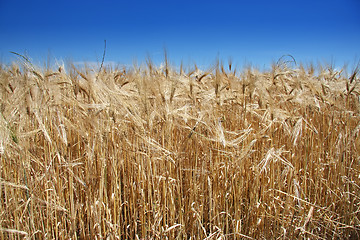 Image showing Summer wheat