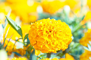 Image showing Yellow marigold flowers in the park