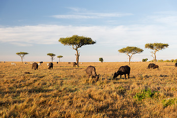 Image showing buffalo bulls grazing in savannah at africa