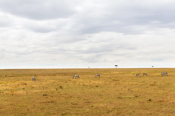 Image showing zebras grazing in savannah at africa