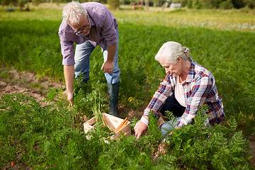 Image showing senior couple with box picking carrots on farm