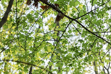 Image showing High resolution forest texture