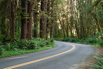 Image showing Curve In The Road Hoh Rain Forest Washington State