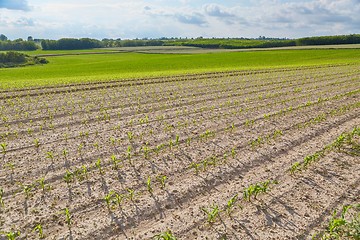 Image showing Agricultural field with plants