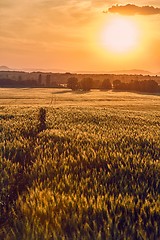 Image showing Wheat field detail