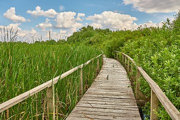 Image showing Swamp walking path