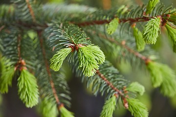 Image showing Pine Tree Closeup