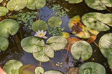 Image showing Water surface with plants