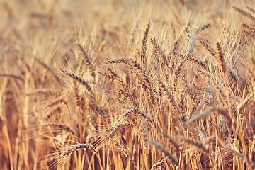 Image showing Wheat field detail