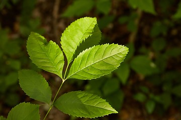 Image showing Green Leaves Background