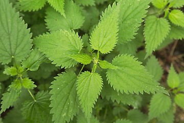 Image showing Nettle