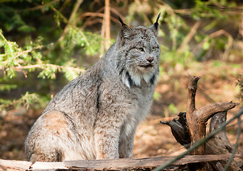 Image showing Solitary Bobcat Pacific Northwest Wild Animal Wildlife