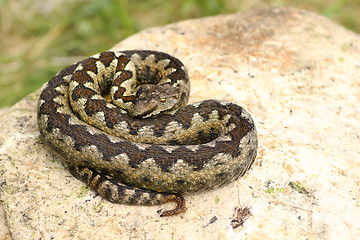 Image showing beautiful venomous european snake