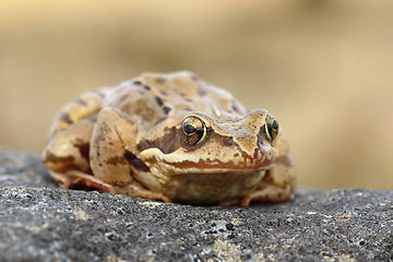 Image showing european common frog closeup