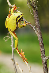 Image showing tree frog climbing on twigs