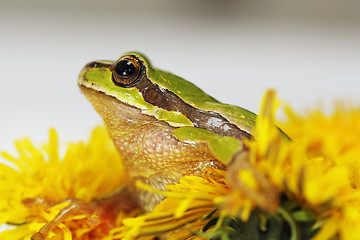 Image showing prince frog in dandelion flower