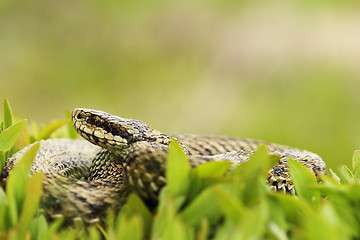 Image showing female meadow adder, hiding in grass