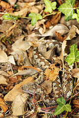 Image showing camouflage of nose horned viper in natural habitat