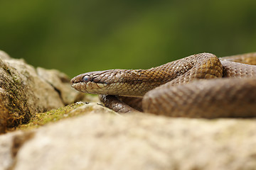 Image showing smooth snake basking in natural habitat