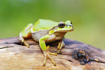 Image showing cute little frog Hyla arborea