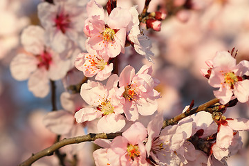 Image showing sakura flowers in bloom
