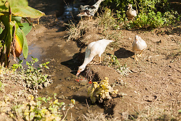 Image showing Ducks drinking, Chitwan, Nepal