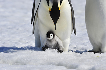 Image showing Emperor Penguins with chick