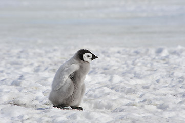 Image showing Emperor Penguin chicks in Antarctica